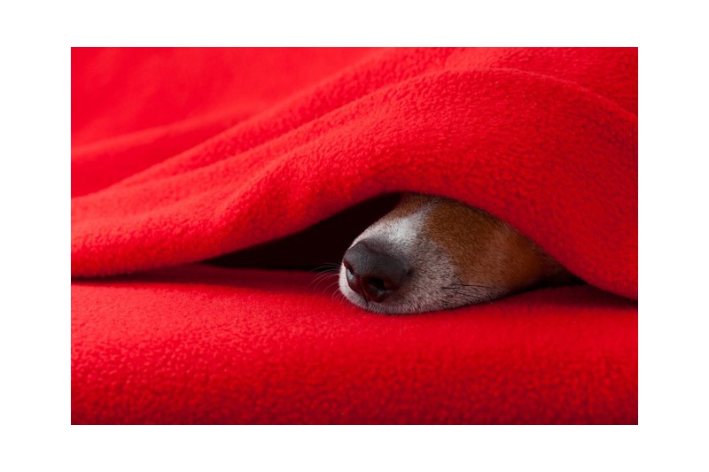LJUS GUL POLAR FLEECE – ANTI-PILLING, VARM & LÄTT